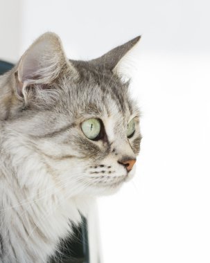 Gri kedi Bahçe, yeşil gözlerinde