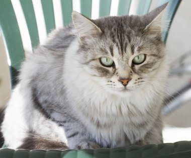 Sibirya cins bahçede gümüş kedi