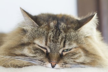 Sibirya cins bahçede kahverengi yavru kedi