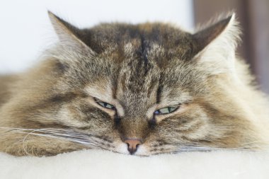 Sibirya cins bahçede kahverengi yavru kedi