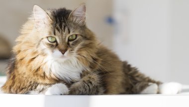 beuaty kahverengi kedi beyaz Bahçe masada