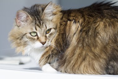 beuaty kahverengi kedi beyaz Bahçe masada