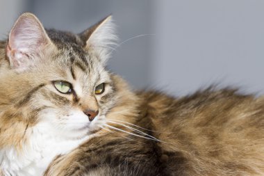 beuaty kahverengi kedi beyaz Bahçe masada