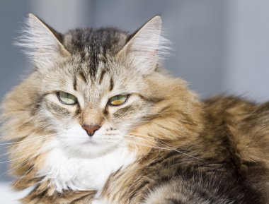 beuaty kahverengi kedi beyaz Bahçe masada