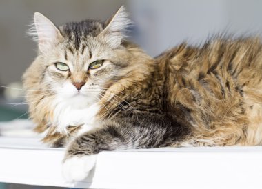 beuaty kahverengi kedi beyaz Bahçe masada