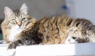 beuaty kahverengi kedi beyaz Bahçe masada