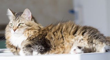 beuaty kahverengi kedi beyaz Bahçe masada