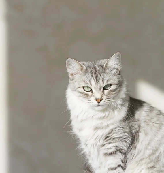 정원, 녹색 눈에 회색 고양이 — 스톡 사진