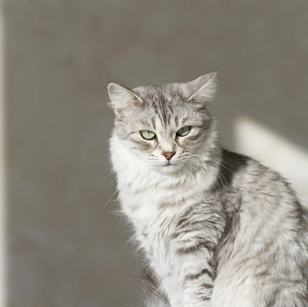 Gato cinza no jardim, olhos verdes — Fotografia de Stock