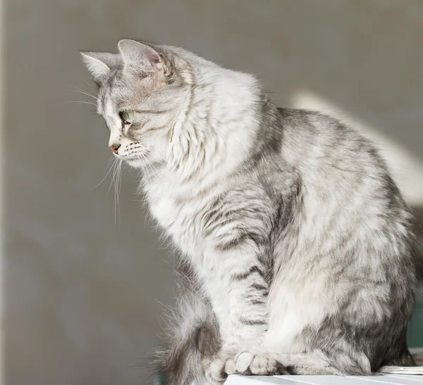 Gatto grigio in giardino, occhi verdi — Foto Stock