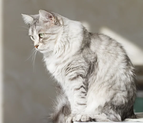 Gatto grigio in giardino, occhi verdi — Foto Stock