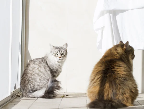 Gatto marrone con bianco di razza siberiana — Foto Stock