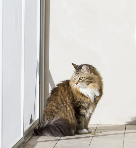 Gatto marrone con bianco di razza siberiana — Foto Stock