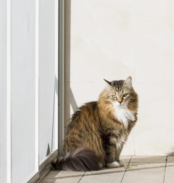 シベリア原産の白と茶色の猫 — ストック写真