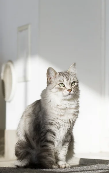 Gri kedi Bahçe, yeşil gözlerinde