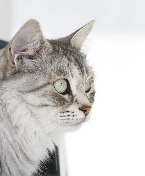 Grey cat in the garden, green eyes — Stock Photo, Image