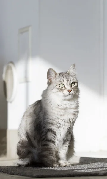 Gato cinza no jardim, olhos verdes — Fotografia de Stock