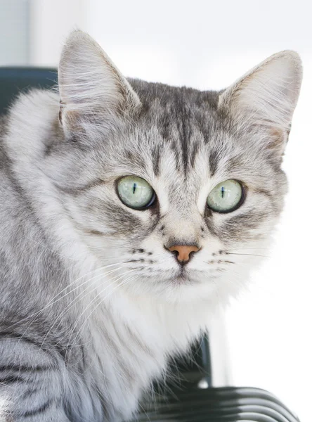 Kucing perak dari ras siberia di kebun — Stok Foto
