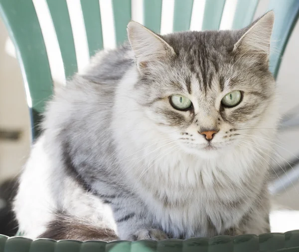 Zilveren kat van Siberische ras in de tuin — Stockfoto