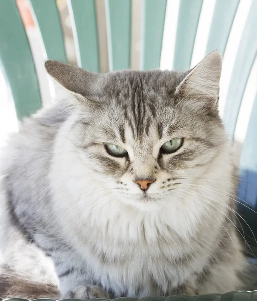 Silver cat of siberian breed in the garden — Stock Photo, Image