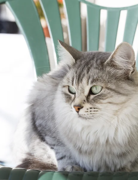 Gato de prata da raça siberiana no jardim — Fotografia de Stock