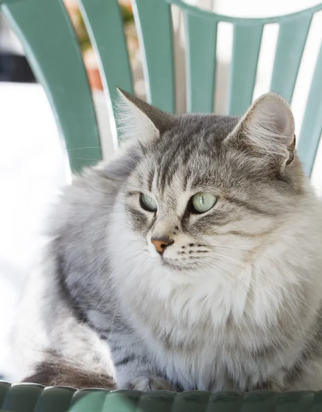 Silberne Katze sibirischer Rasse im Garten — Stockfoto