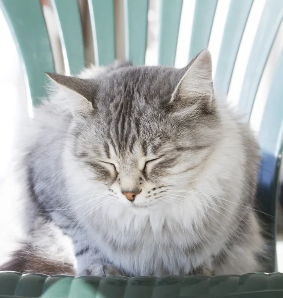 Zilveren kat van Siberische ras in de tuin — Stockfoto