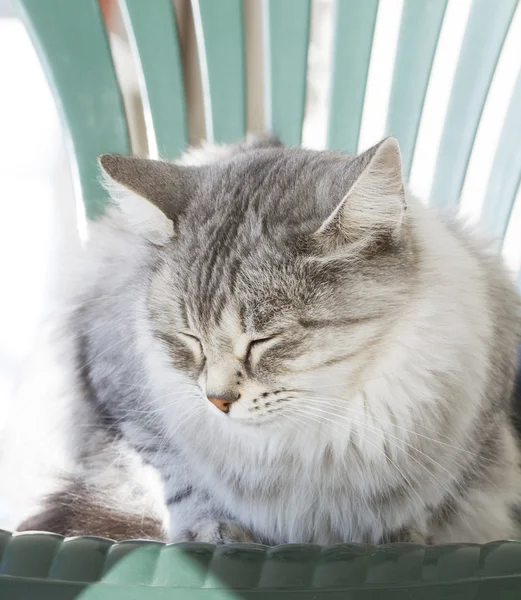 Zilveren kat van Siberische ras in de tuin — Stockfoto