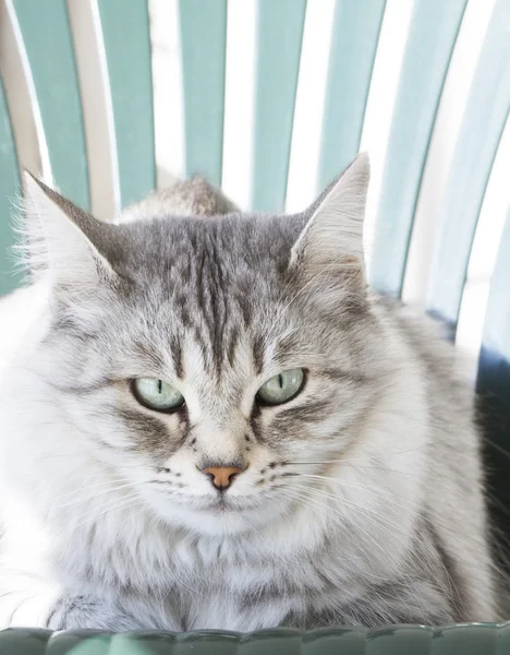 Sibirya cins bahçede gümüş kedi — Stok fotoğraf