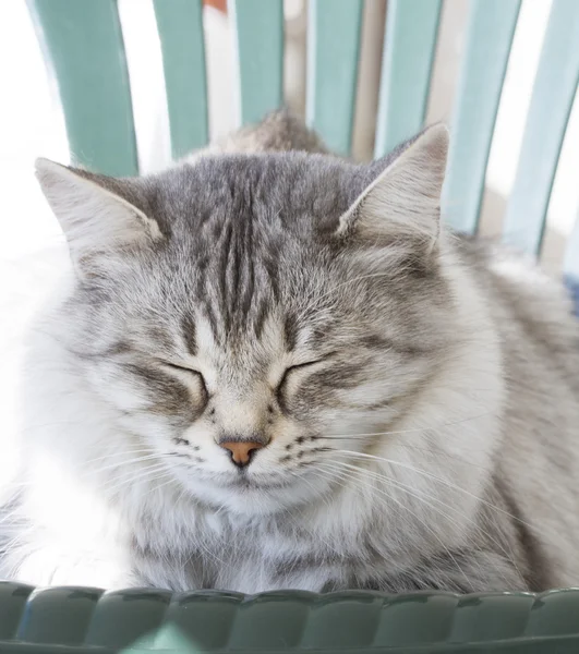 Zilveren kat van Siberische ras in de tuin — Stockfoto