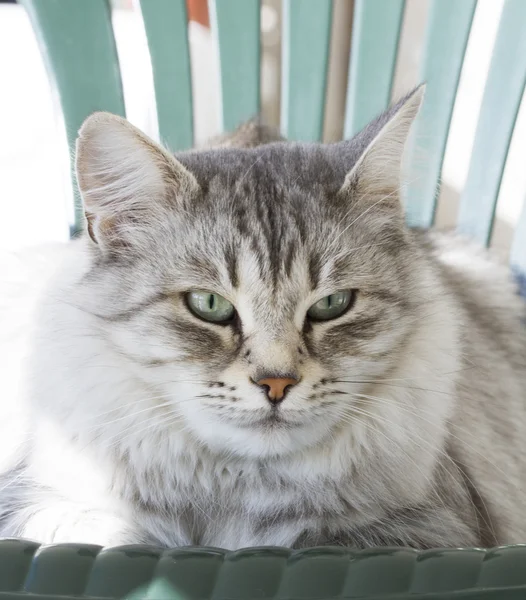 庭でシベリア原産の銀猫 — ストック写真