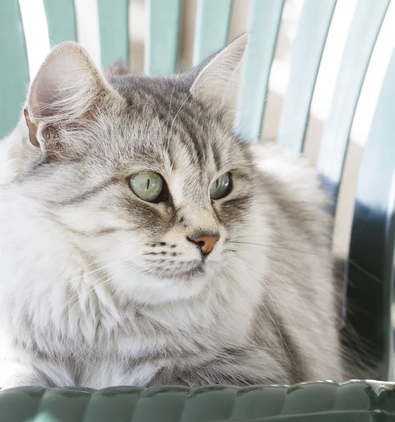 Silver cat of siberian breed in the garden — Stock Photo, Image