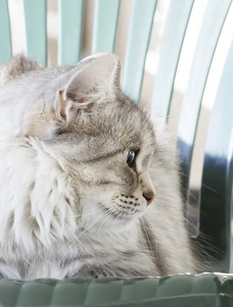 Zilveren kat van Siberische ras in de tuin — Stockfoto