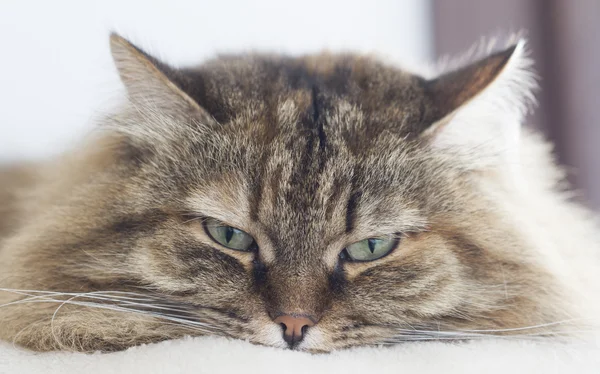 棕色的皮毛的西伯利亚狗在花园里的小猫 — 图库照片