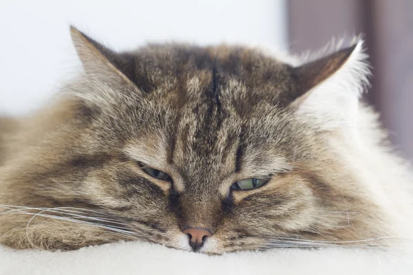 Brun kattunge av sibiriska rasen i trädgården — Stockfoto