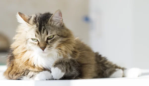 Beuaty kahverengi kedi beyaz Bahçe masada — Stok fotoğraf