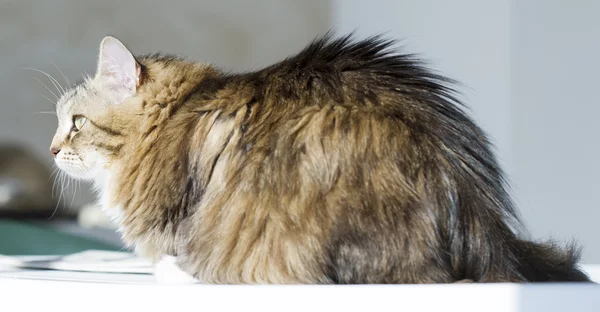 Chat brun beuaty avec du blanc sur la table de jardin — Photo