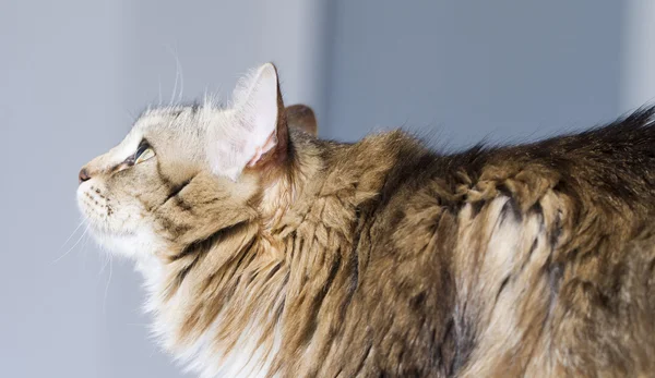 Gatto marrone beuaty con bianco sul tavolo da giardino — Foto Stock