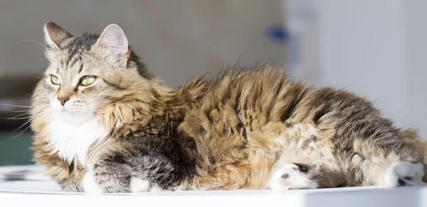 Chat brun beuaty avec du blanc sur la table de jardin — Photo