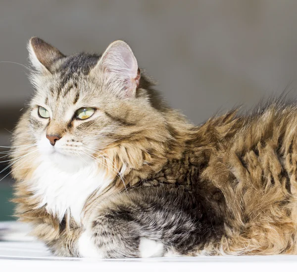 Beuaty brown cat with white on the garden table — Stock Photo, Image