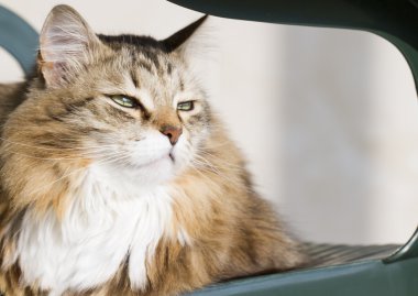 Beyaz Sibirya doğurmak ile kahverengi kedi
