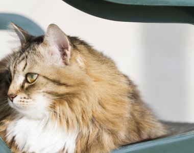 Beyaz Sibirya doğurmak ile kahverengi kedi