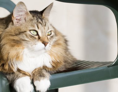 Beyaz Sibirya doğurmak ile kahverengi kedi