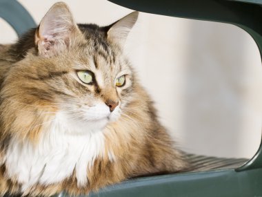 Beyaz Sibirya doğurmak ile kahverengi kedi