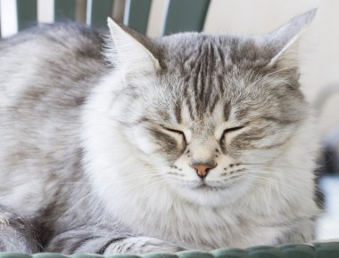 Gri kedi Bahçe, yeşil gözlerinde