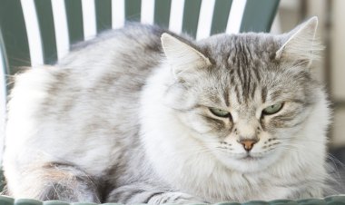 Gri kedi Bahçe, yeşil gözlerinde