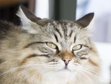 kahverengi tabby uzun saçlı kedi