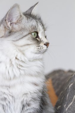 Gri kedi Bahçe, yeşil gözlerinde