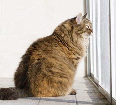 Sibirya cins bahçede kahverengi yavru kedi