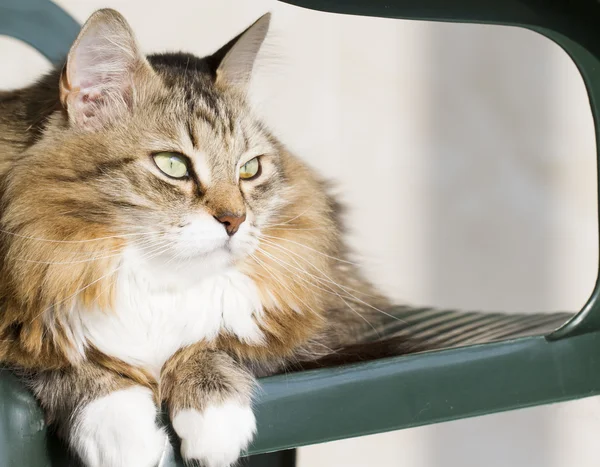 Beyaz Sibirya doğurmak ile kahverengi kedi — Stok fotoğraf